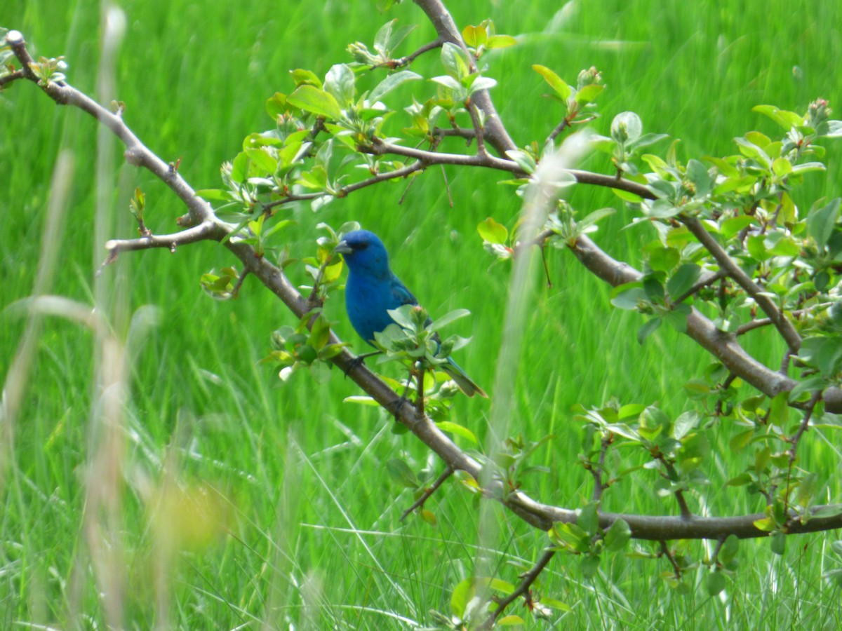 Indigo Bunting - ML635364074