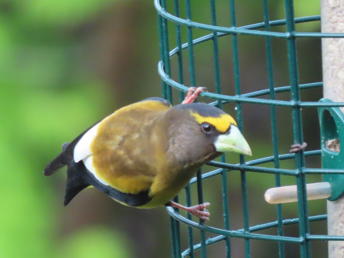 Evening Grosbeak - ML635364079