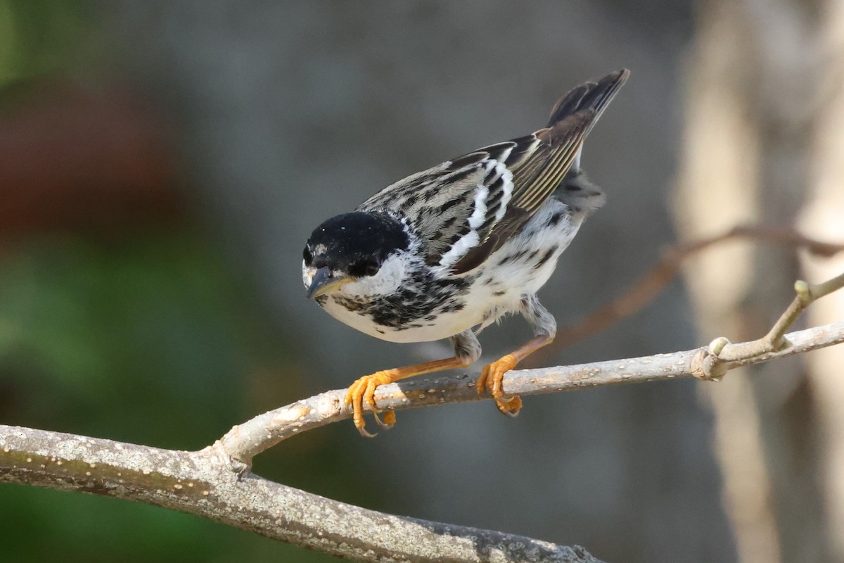 Blackpoll Warbler - ML635364117