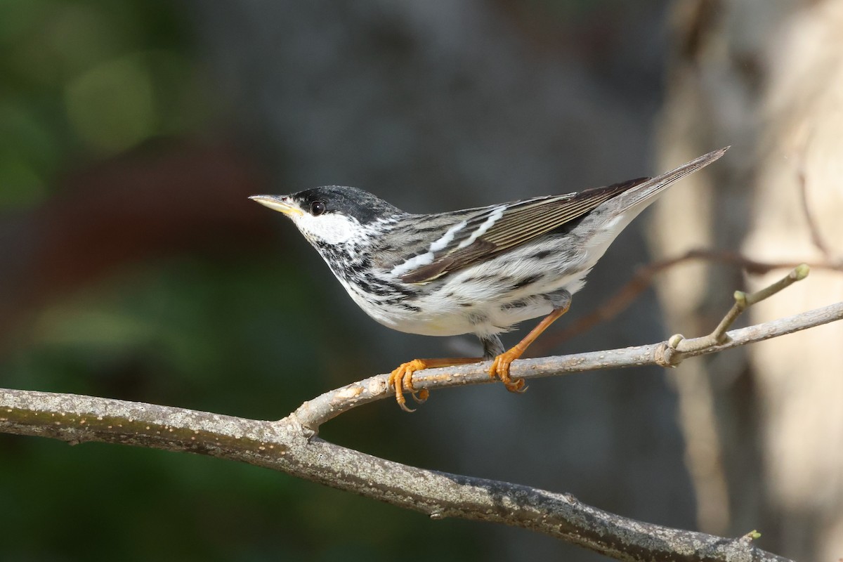 Blackpoll Warbler - ML635364118