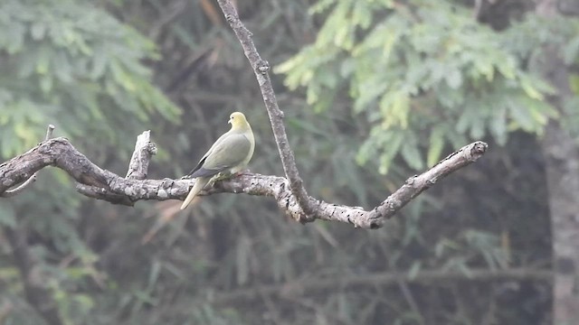 Wedge-tailed Green-Pigeon - ML635364123