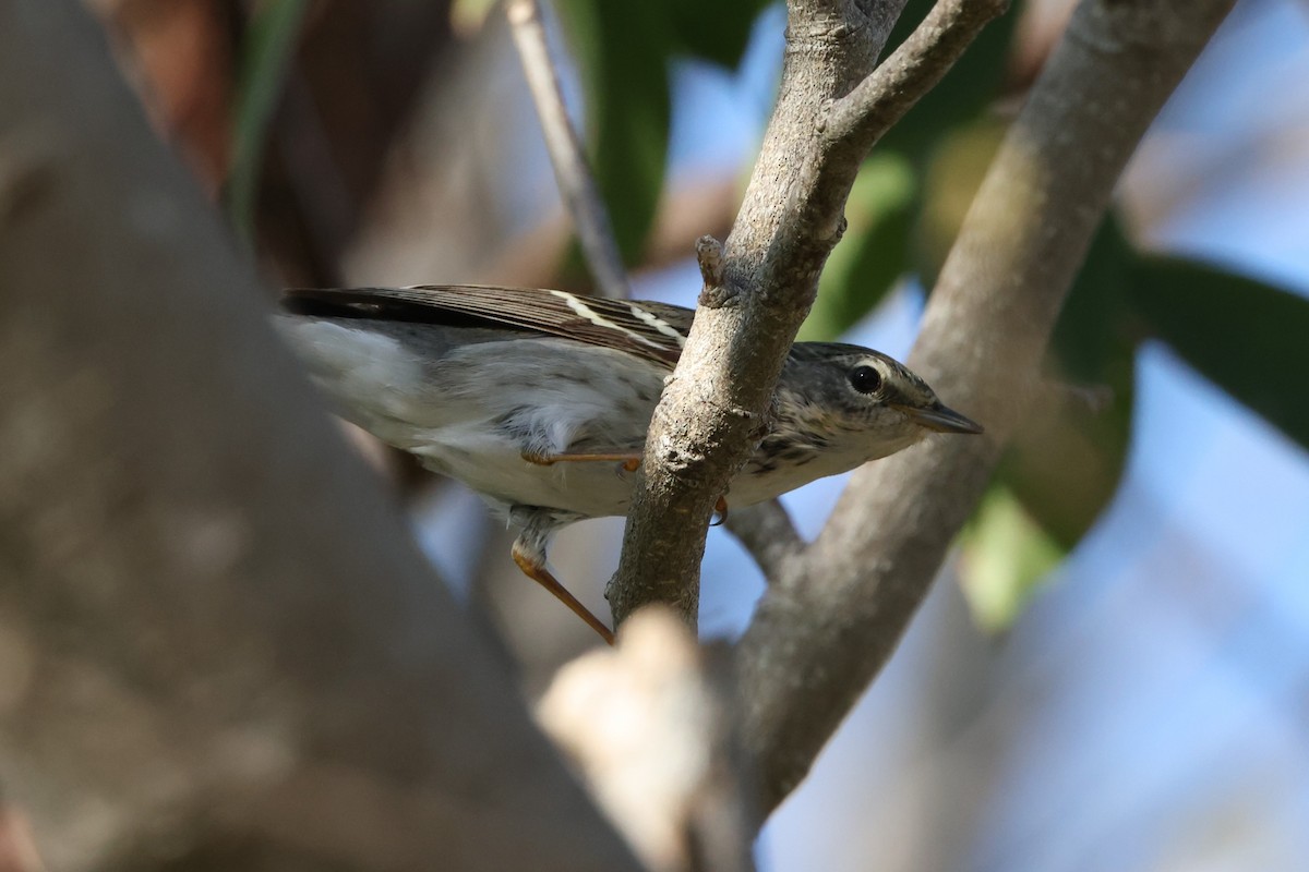Blackpoll Warbler - ML635364124