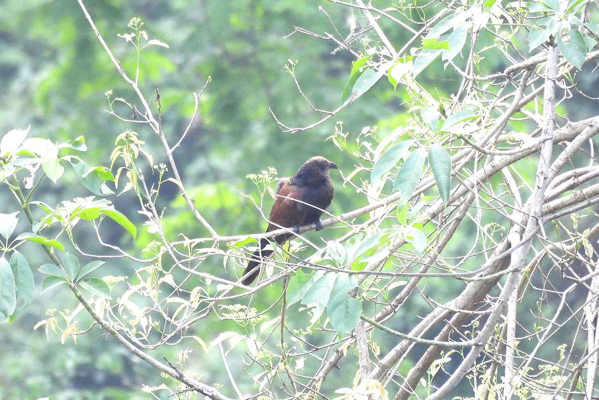Greater Coucal - ML635364132