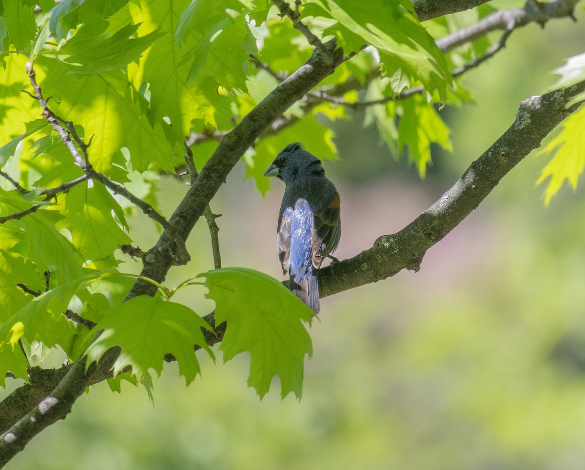 Blue Grosbeak - ML635364133
