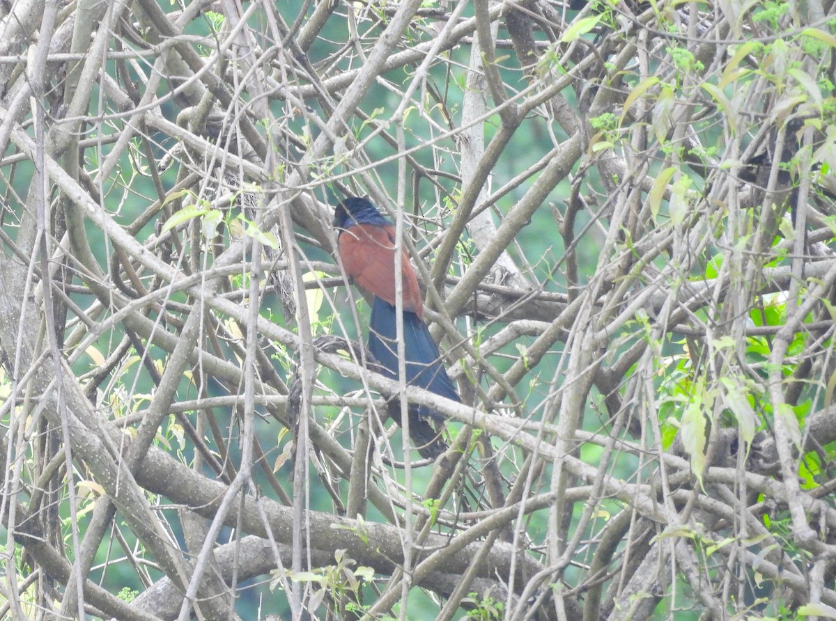Greater Coucal - ML635364134