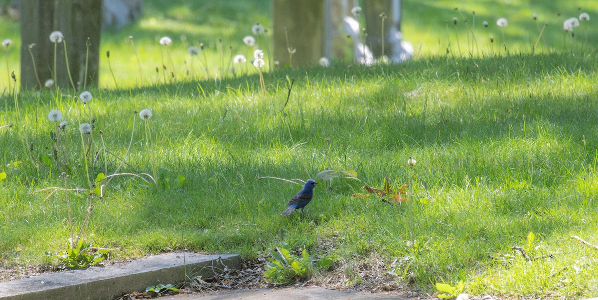 Blue Grosbeak - ML635364138