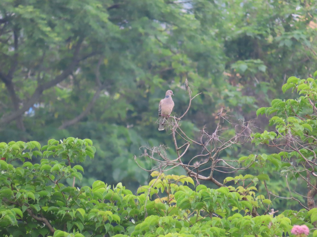Oriental Turtle-Dove - ML635364157
