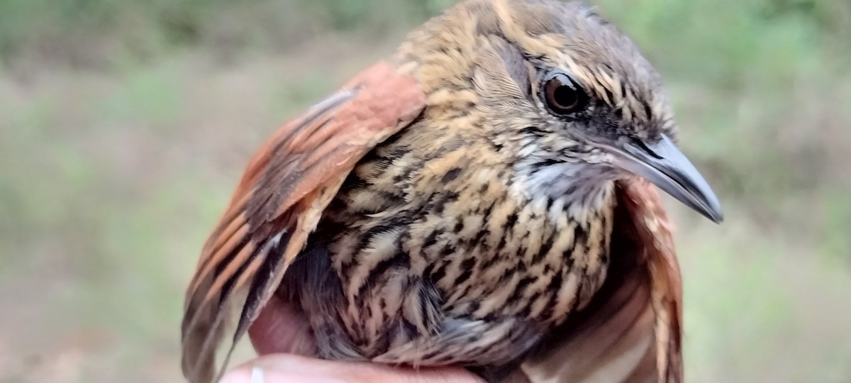 Stripe-breasted Spinetail - ML635364160
