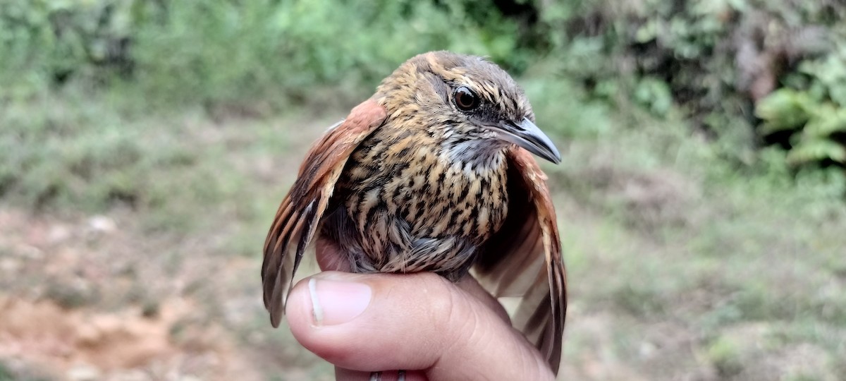 Stripe-breasted Spinetail - ML635364161