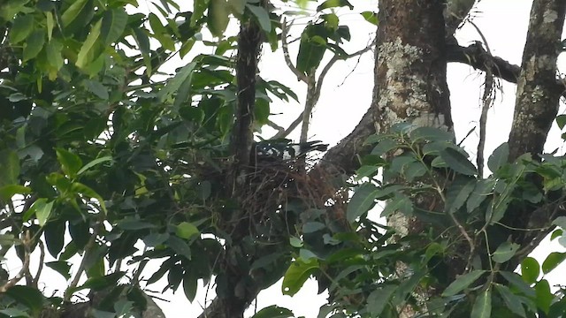 Black Baza - ML635364173