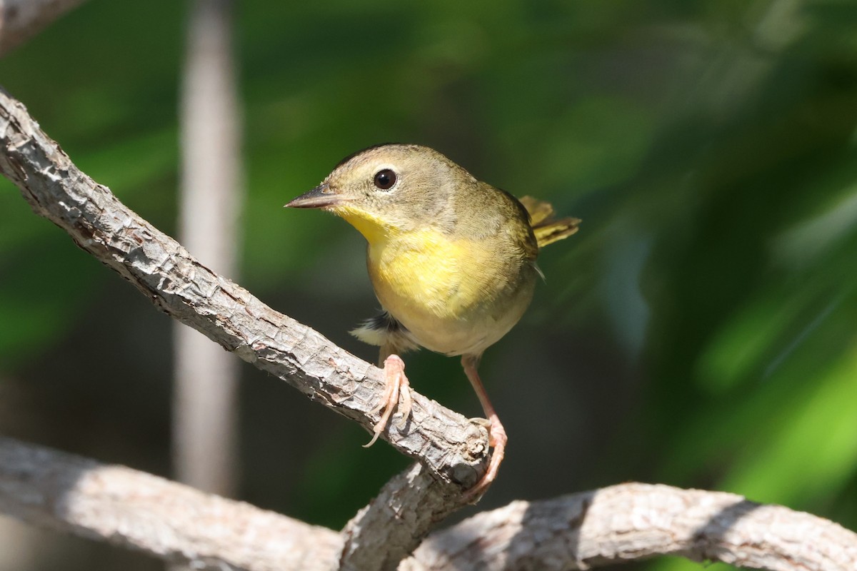 Common Yellowthroat - ML635364237