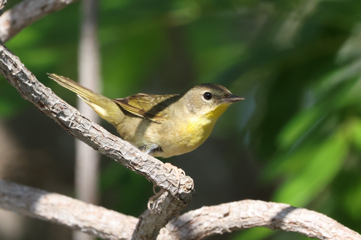 Common Yellowthroat - ML635364238