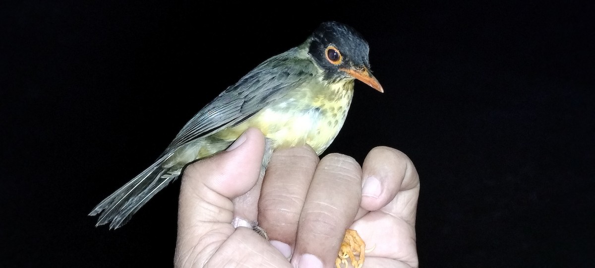 Speckled Nightingale-Thrush - ML635364241
