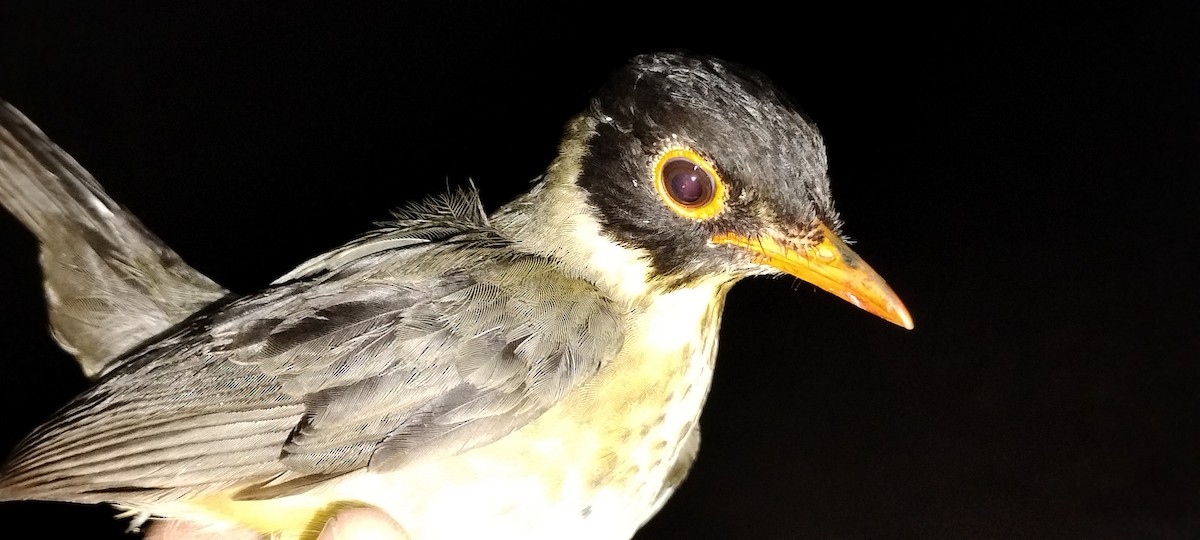 Speckled Nightingale-Thrush - ML635364242