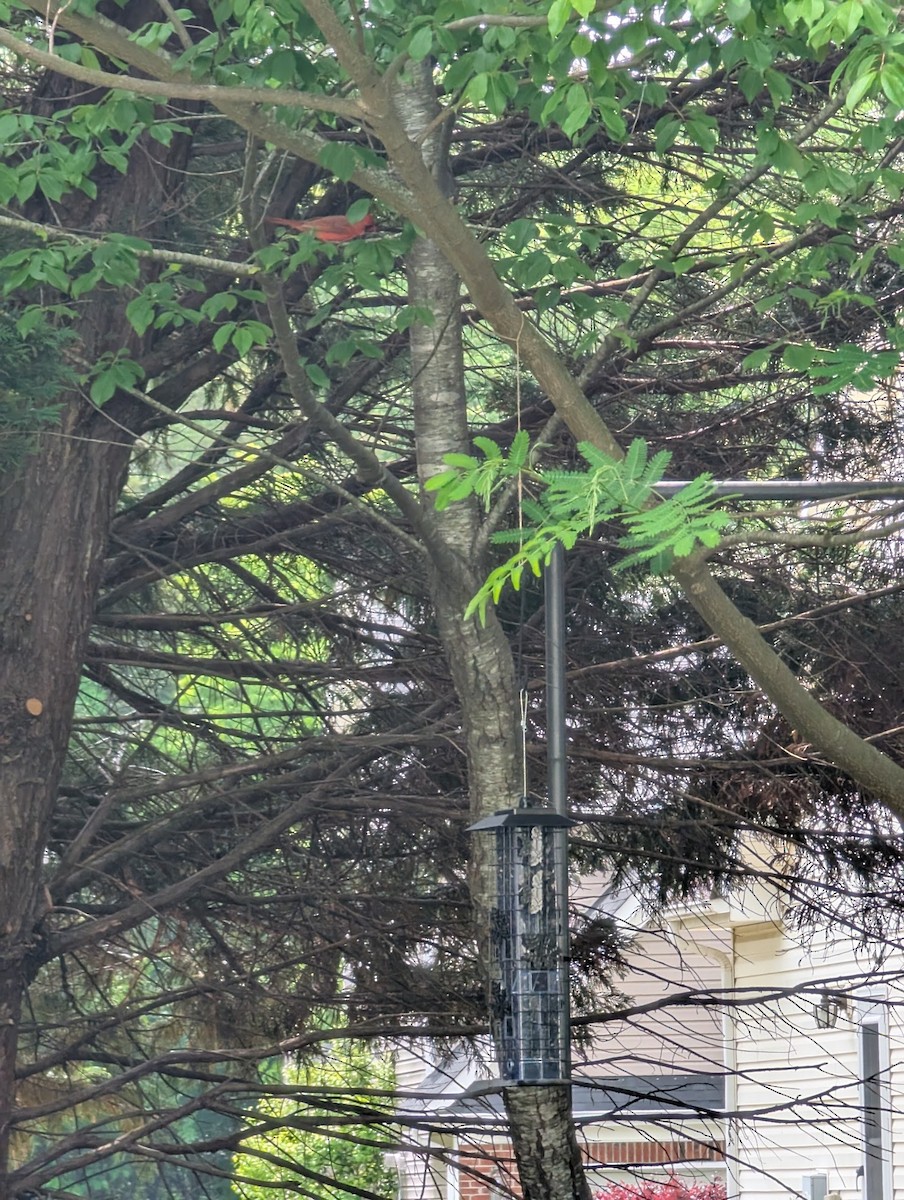 קרדינל צפוני - ML635364251