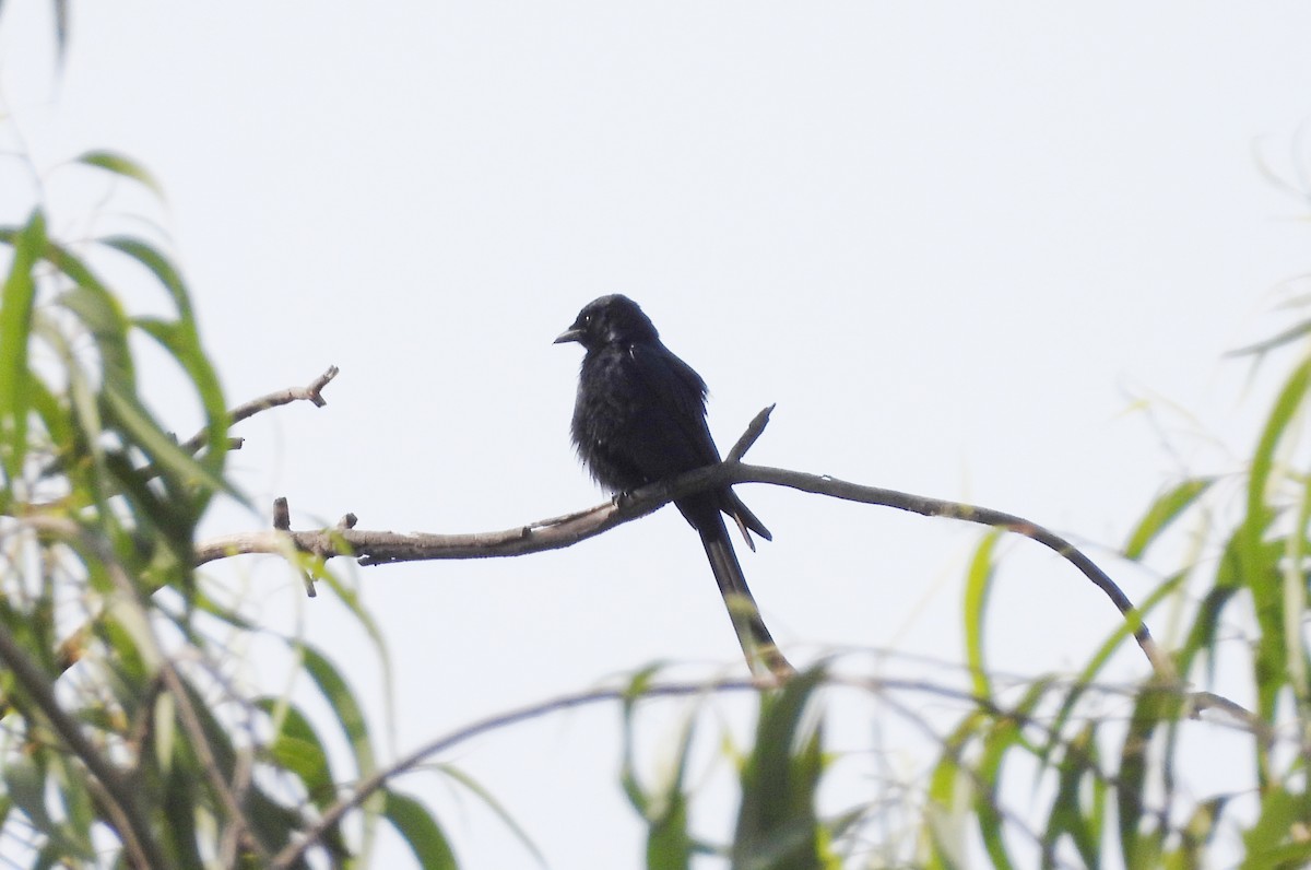 Black Drongo - ML635364263