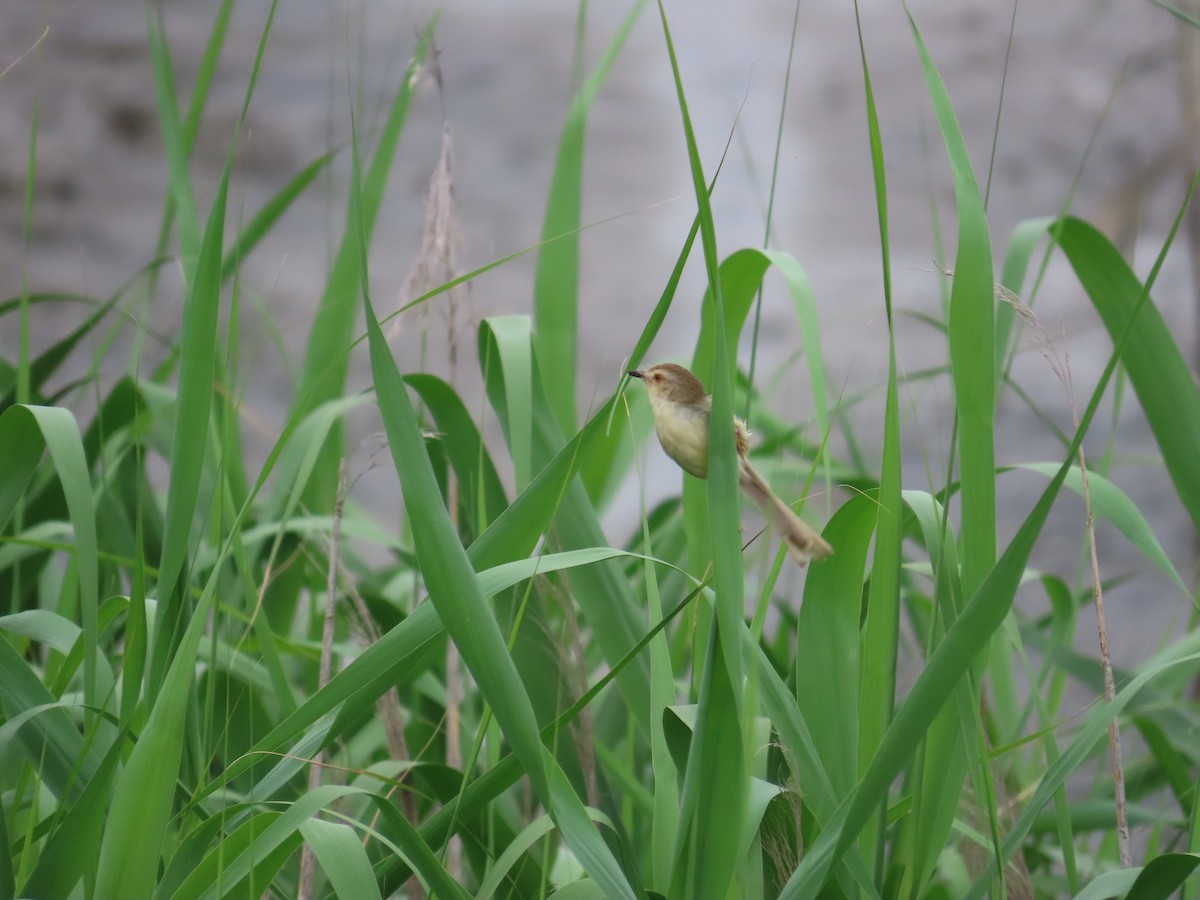 Plain Prinia - ML635364280