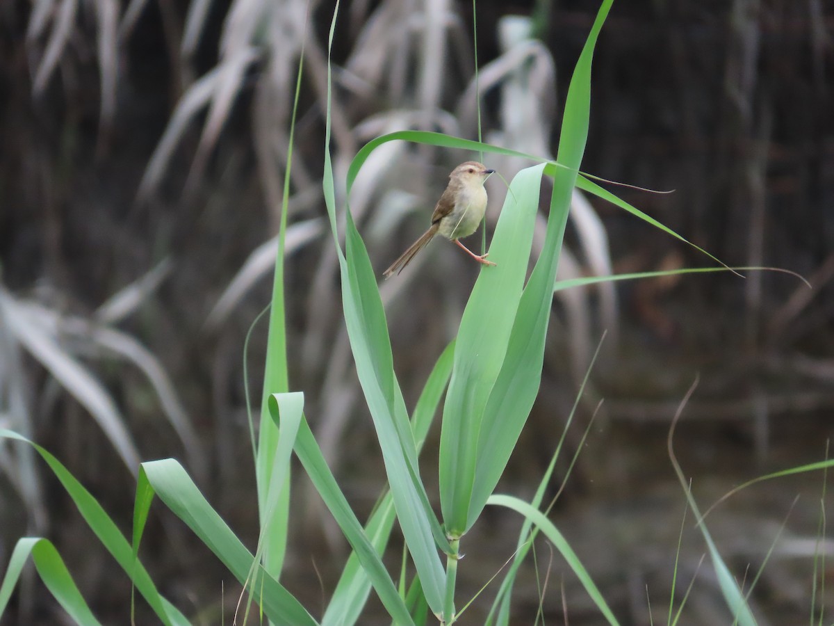 Plain Prinia - ML635364281