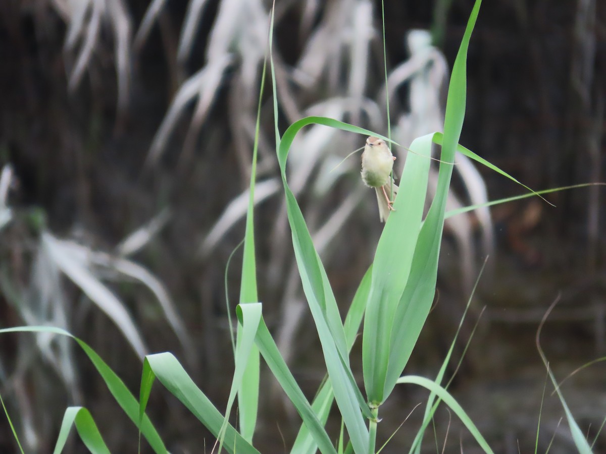 Plain Prinia - ML635364282