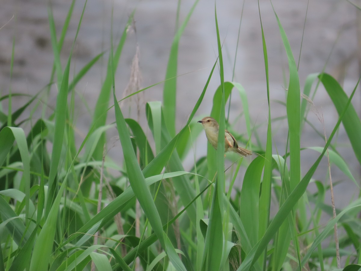 Plain Prinia - ML635364283