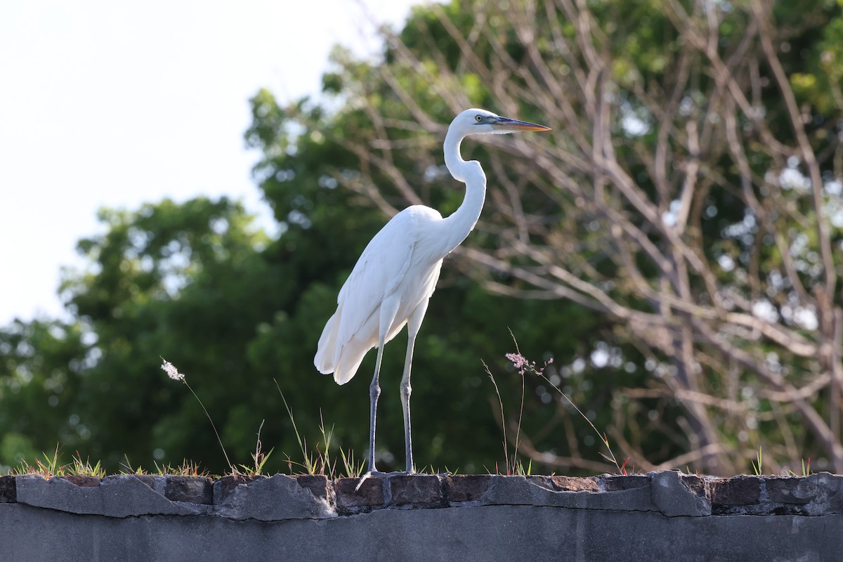 Great Blue Heron (Great White) - ML635364307