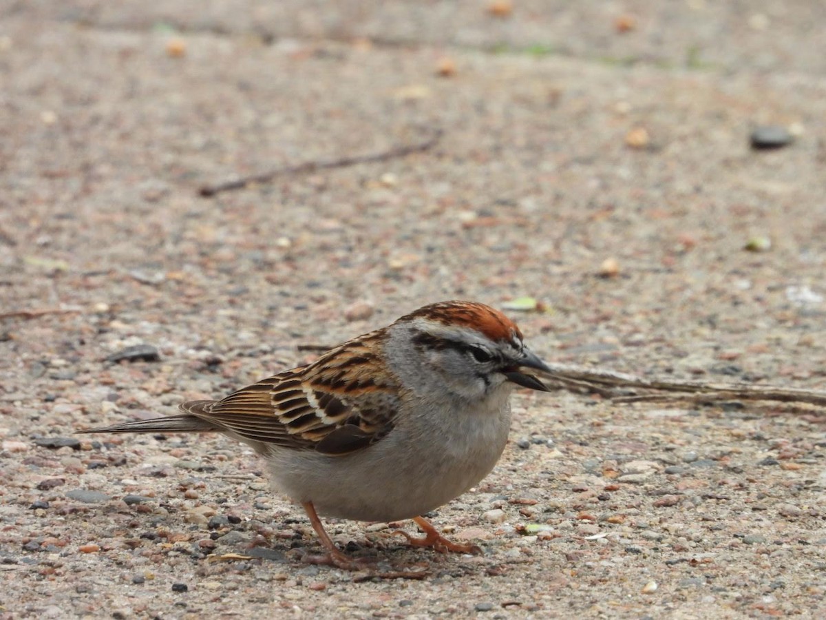 Chipping Sparrow - ML635364310
