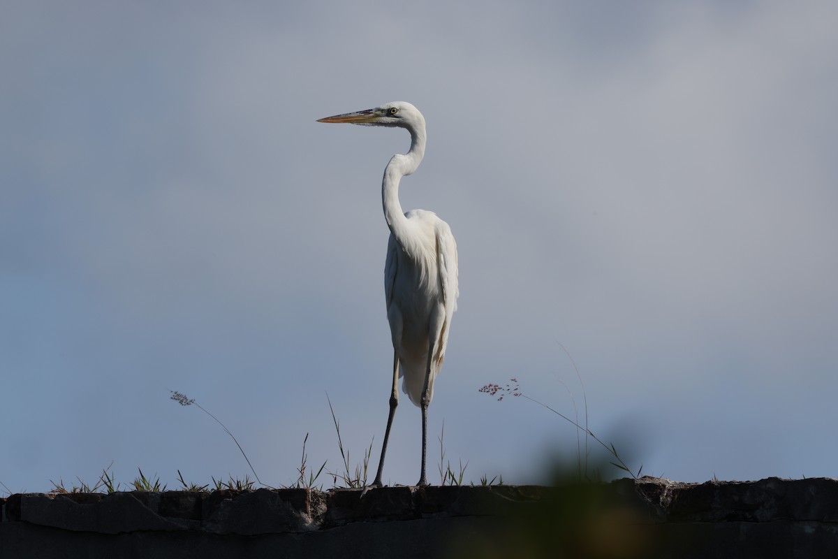 Great Blue Heron (Great White) - ML635364314