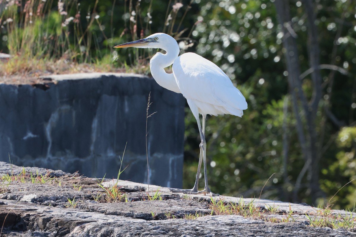 Great Blue Heron (Great White) - ML635364357