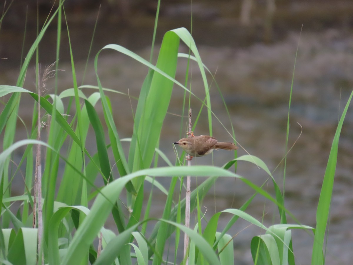 Plain Prinia - ML635364360