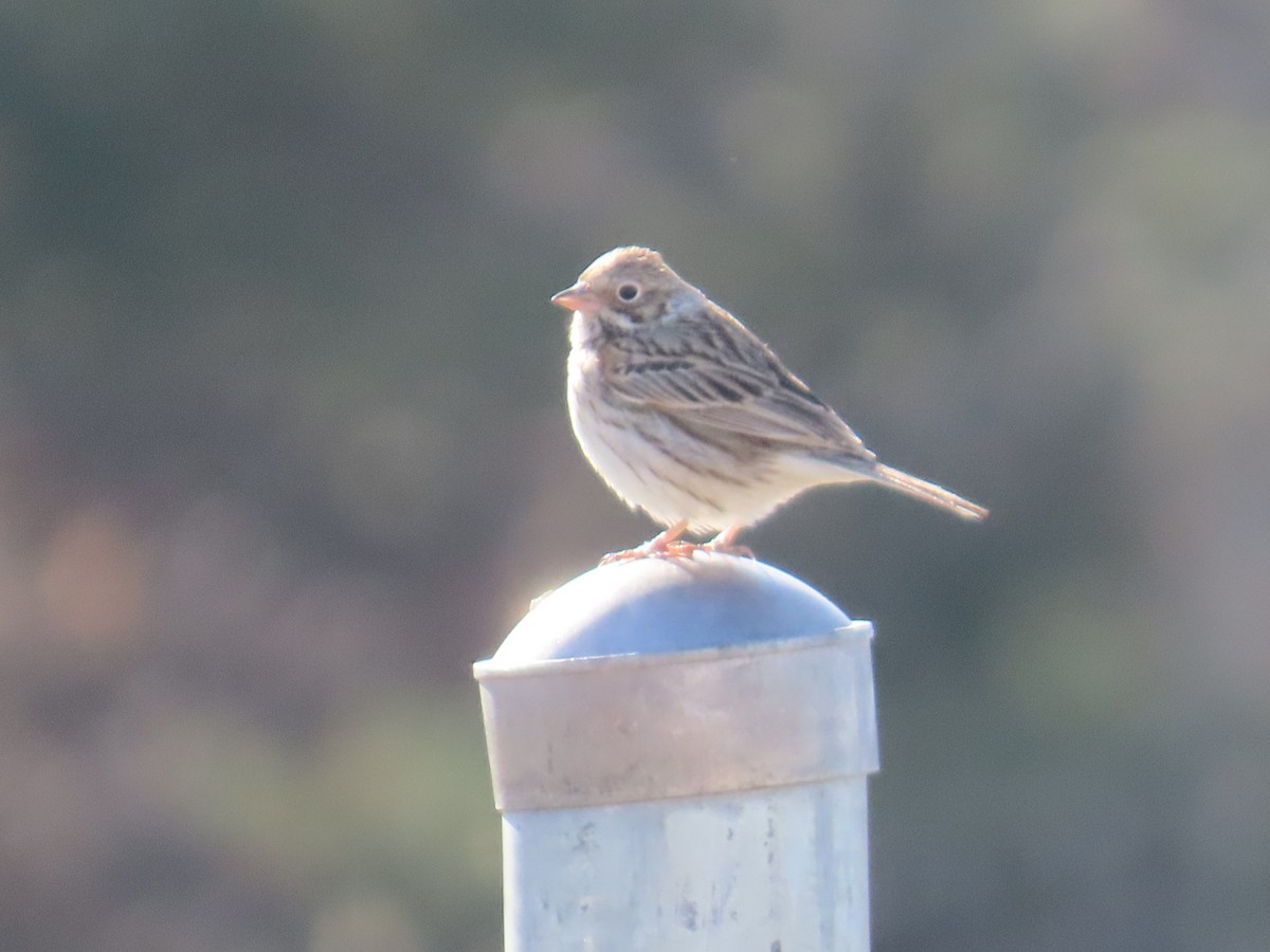 Vesper Sparrow - ML635364374