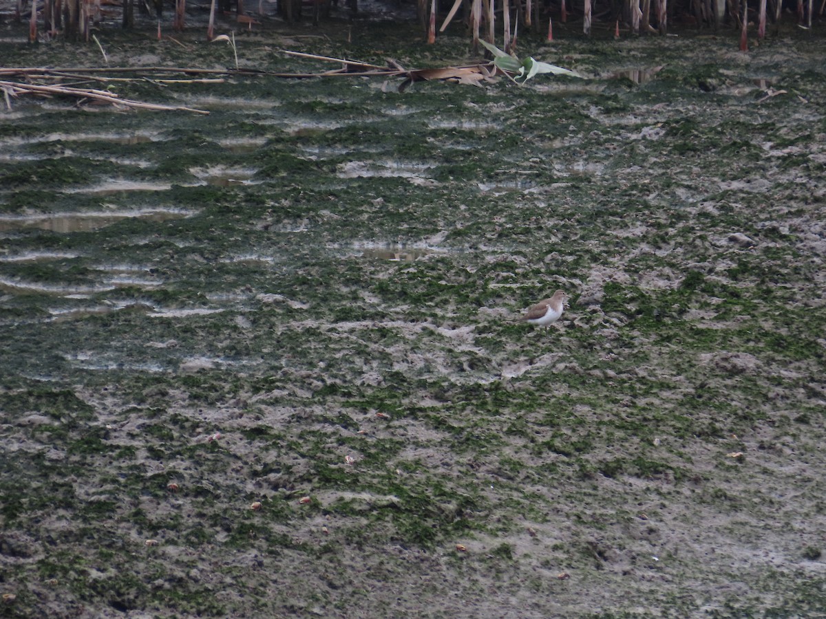 Common Sandpiper - ML635364393