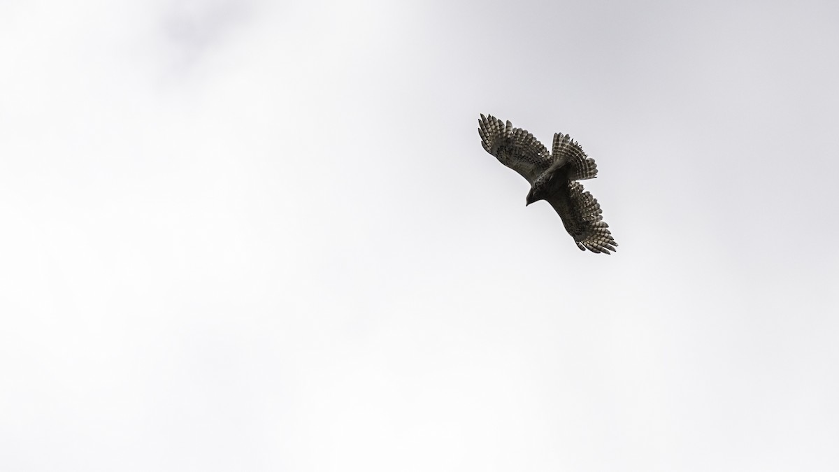 Red-shouldered Hawk - ML635364399