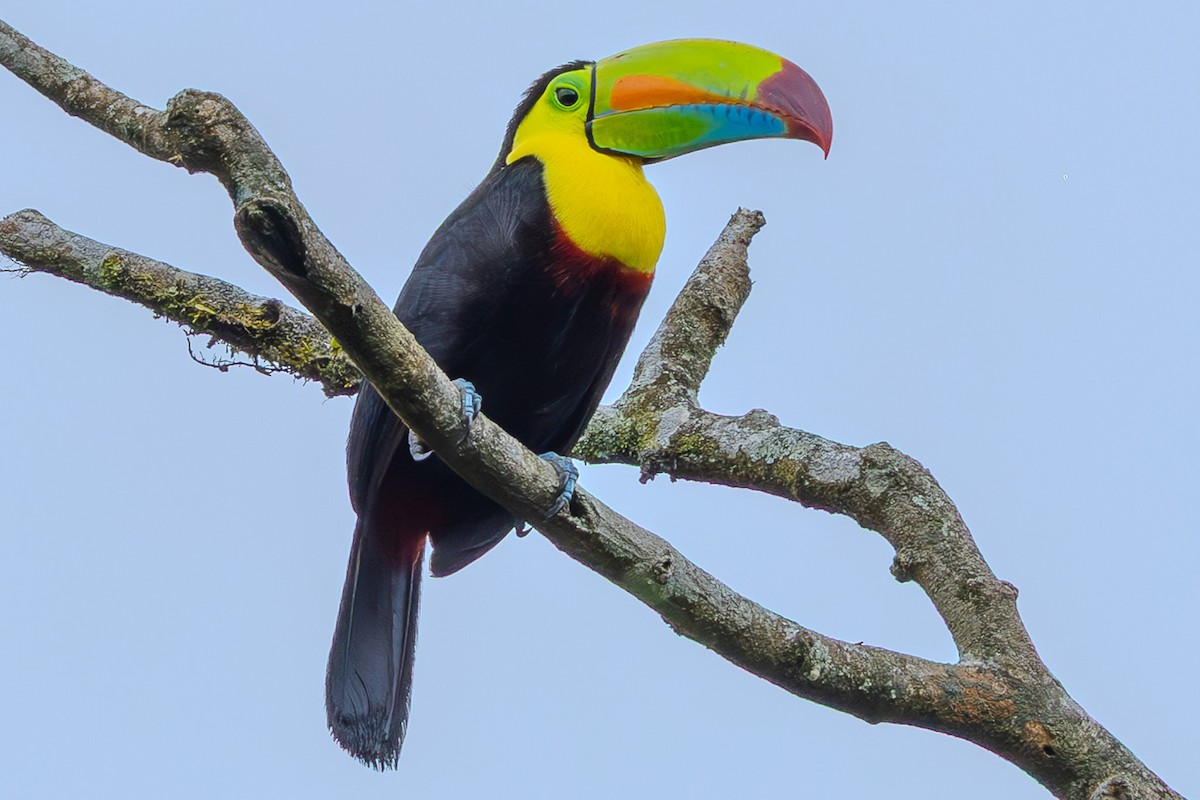 Keel-billed Toucan - ML635364401