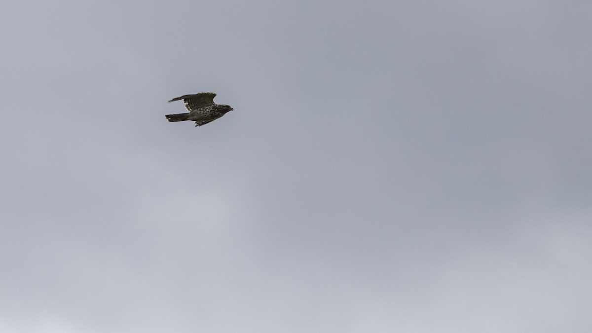 Red-shouldered Hawk - ML635364403