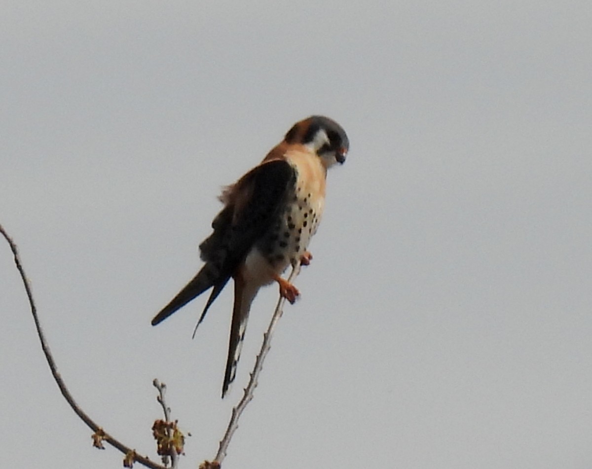 American Kestrel - ML635364404
