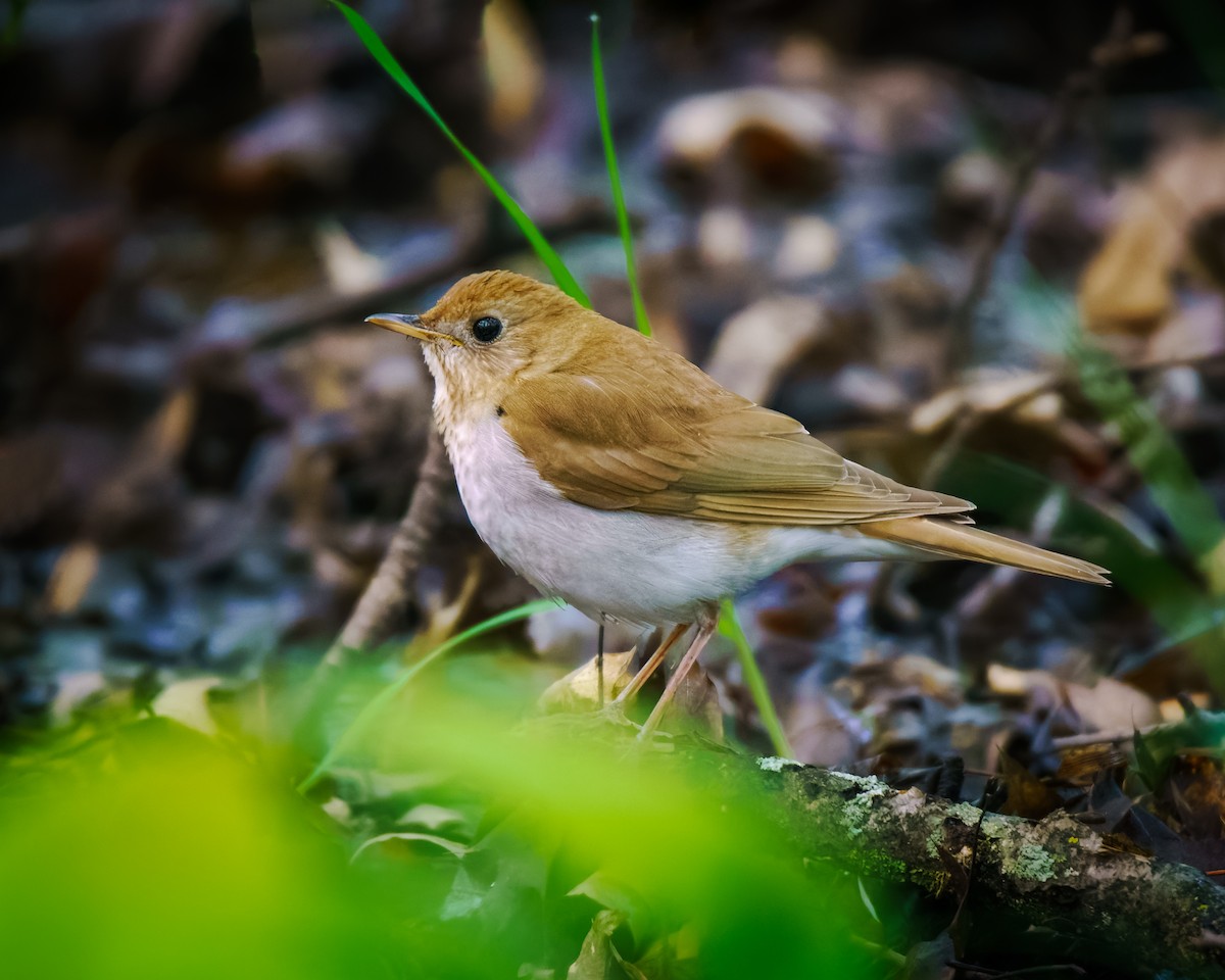 Veery - ML635364405