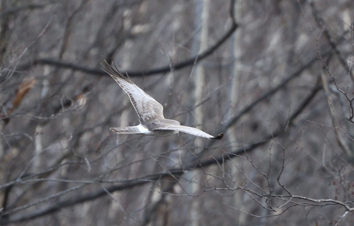 Northern Harrier - ML635364406
