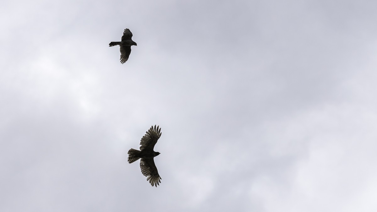 Sharp-shinned Hawk - ML635364408