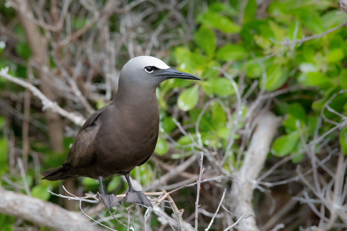 Brown Noddy - ML635364412