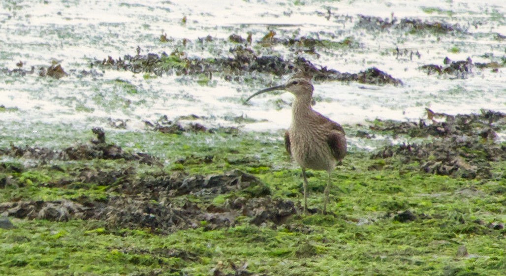 Whimbrel - ML635364414