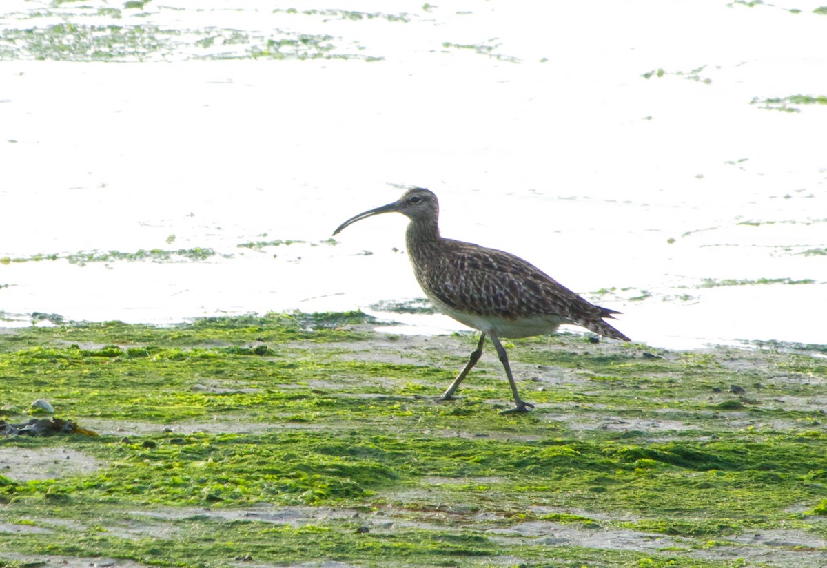 Whimbrel - ML635364415