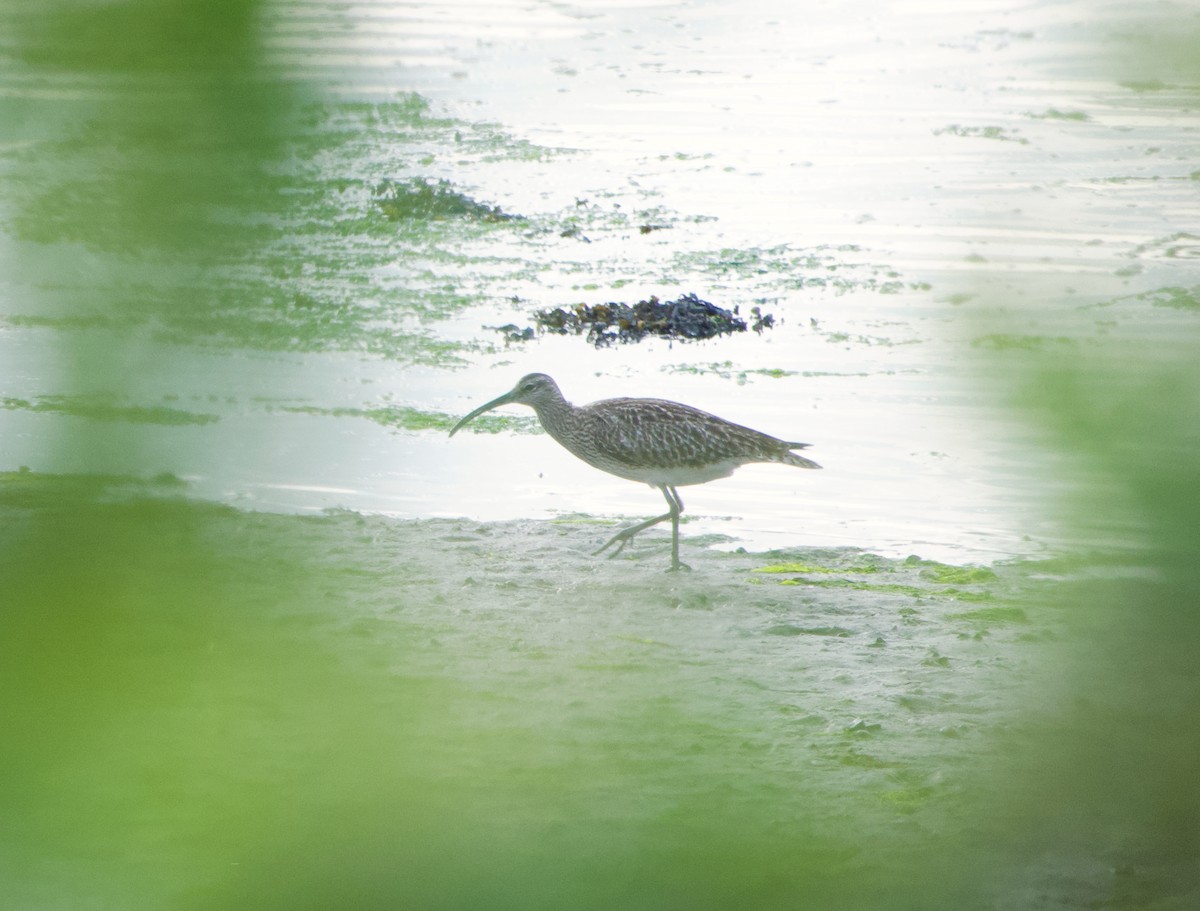Whimbrel - ML635364416