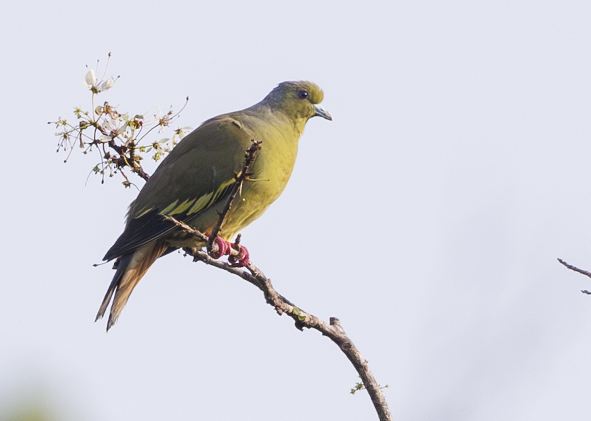 Orange-breasted Green-Pigeon - ML635364423