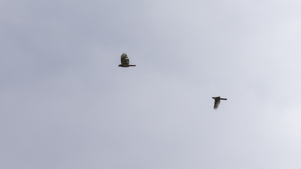 Sharp-shinned Hawk - ML635364426