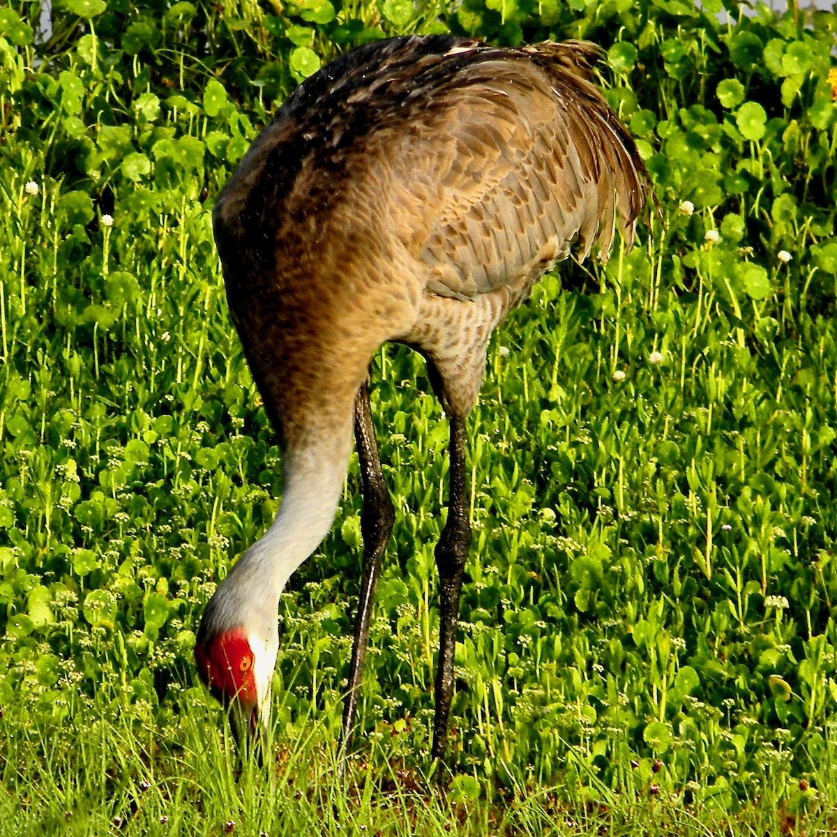 Sandhill Crane - ML635364427