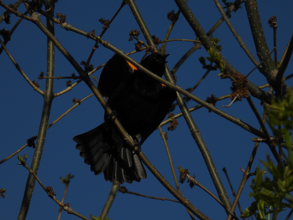 Red-winged Blackbird (Red-winged) - ML635364428