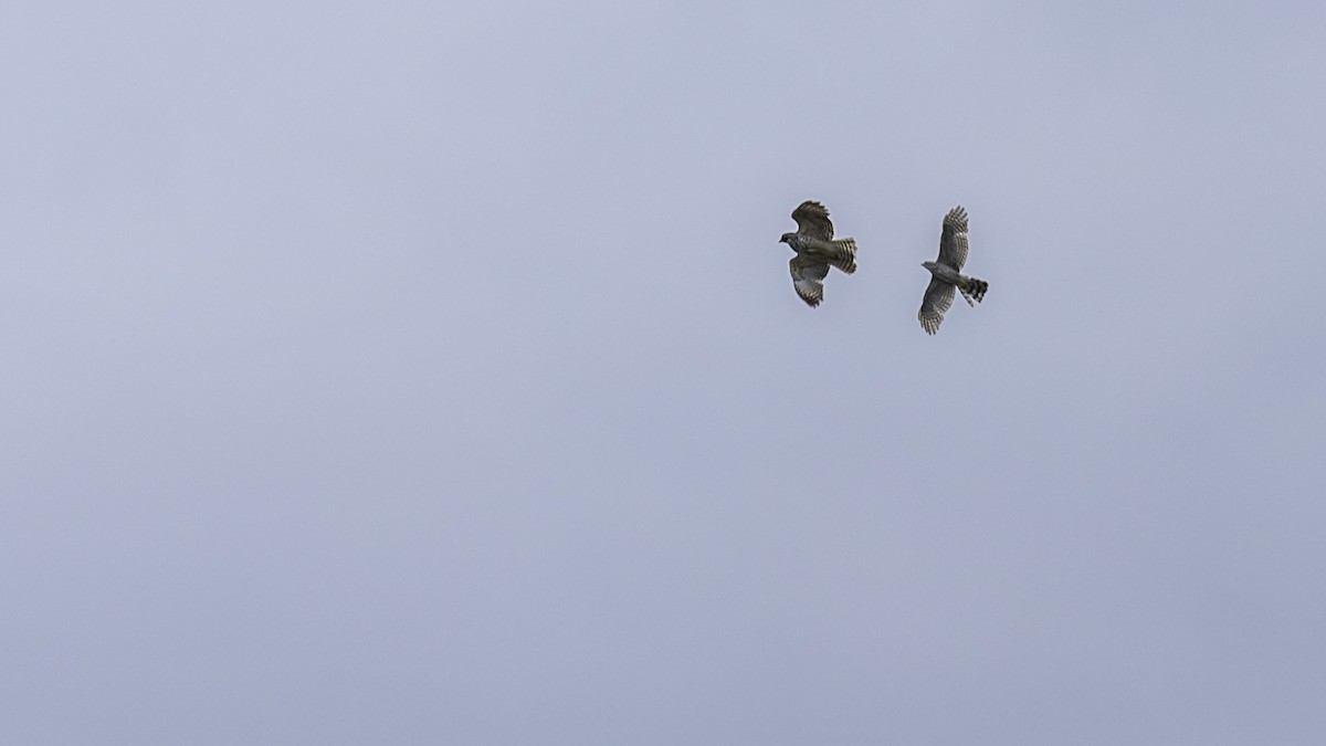 Sharp-shinned Hawk - ML635364429