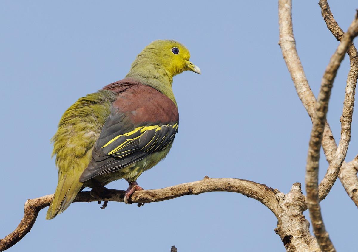 Sri Lanka Green-Pigeon - ML635364432