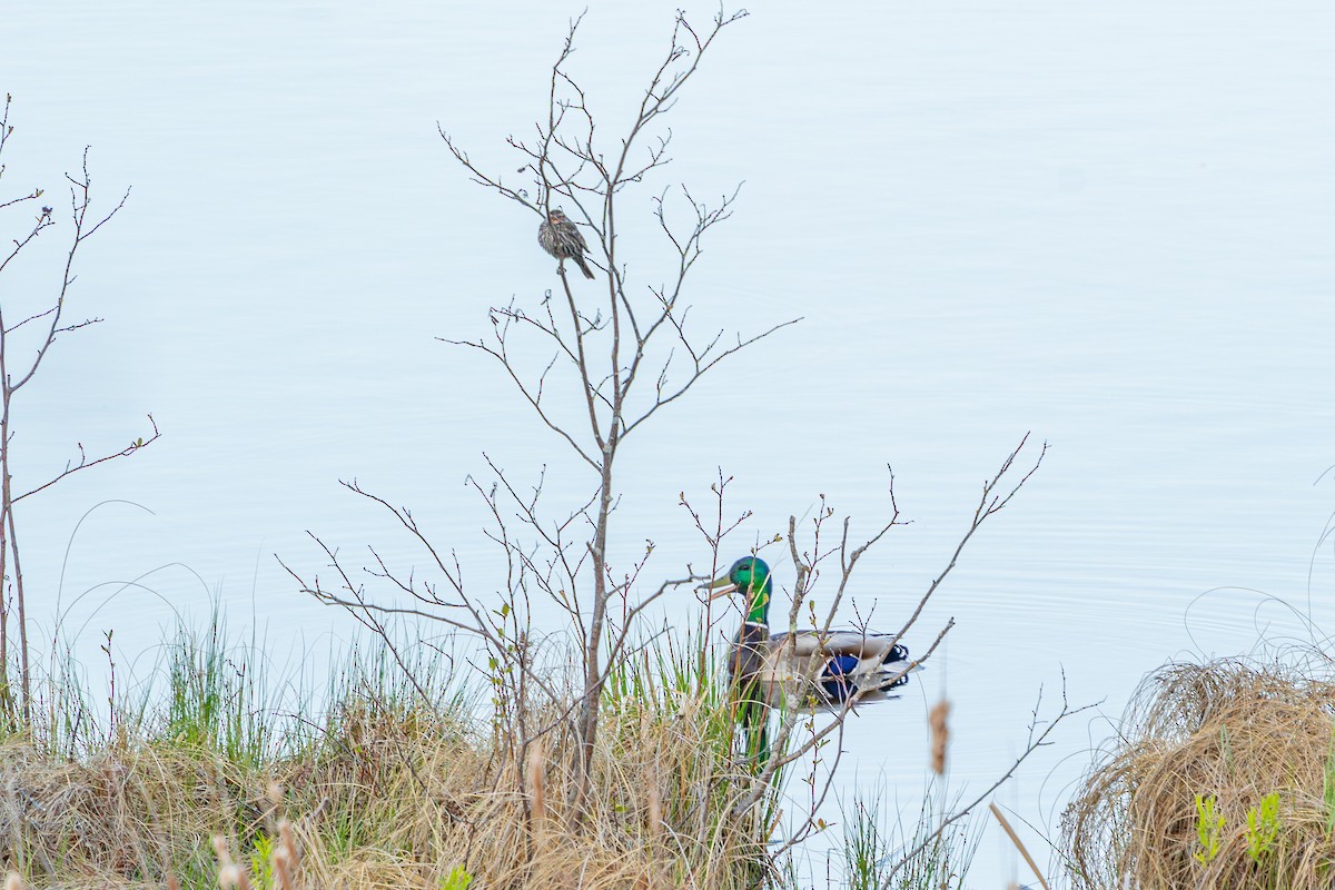 Mallard - ML635364433