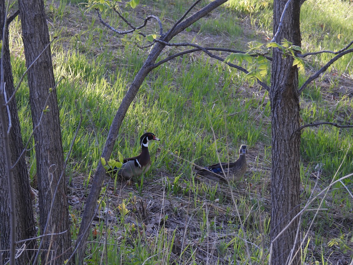 Wood Duck - ML635364438
